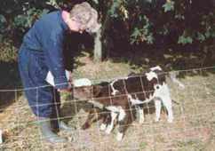 Chris Evans feeds the calves
